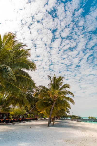 Under the blue sky white cloud of green palm trees during the day
